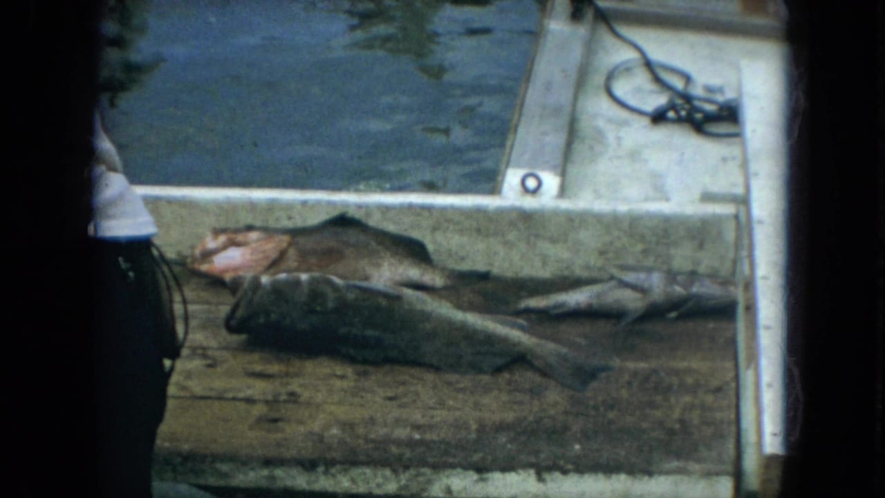 1967 Florida marina frame showing fish on a dock beside the water, with part of a person and boat hardware visible.