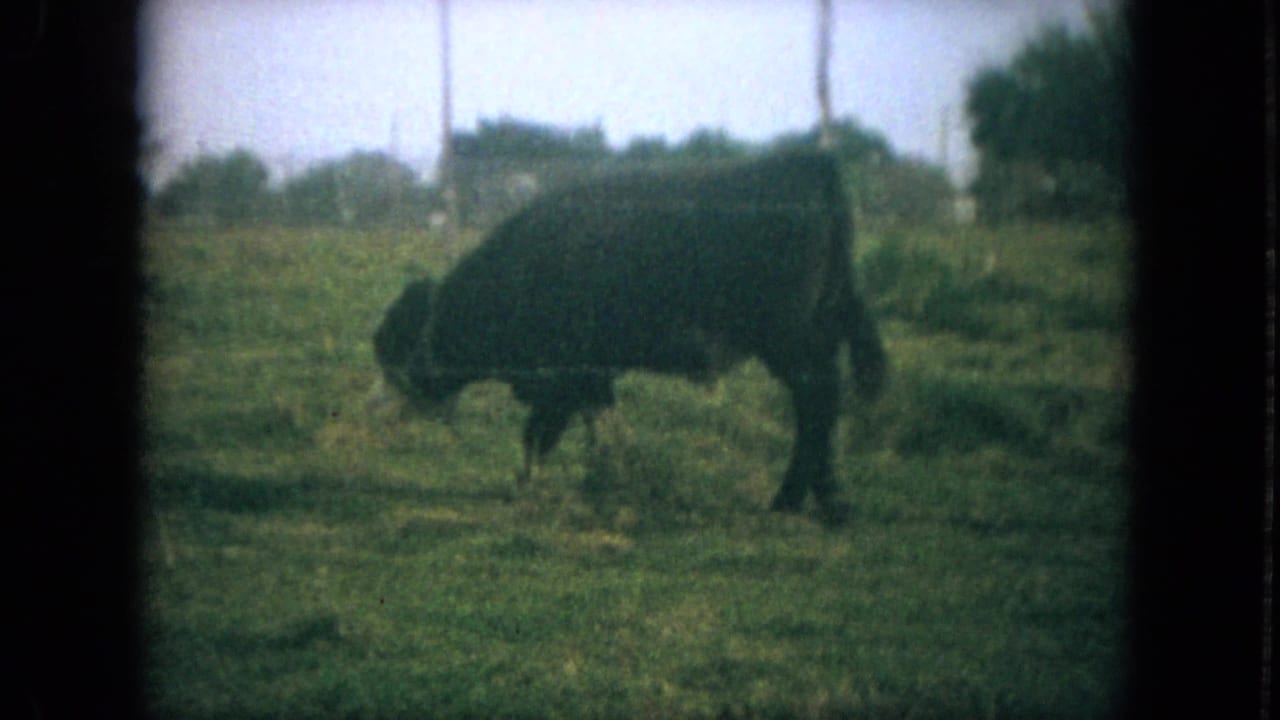 Black Baldy bovine grazing in a grassy fenced pasture.