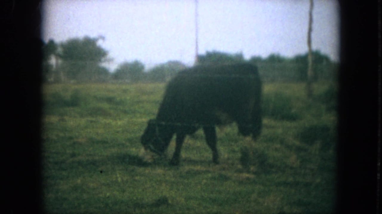 Dark-bodied bovine walking with its head lowered in pasture grass.