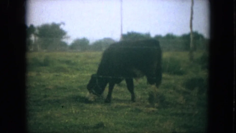 The bovine moves slowly through the Florida pasture with its head lowered, with fence posts and trees behind it on 8mm film.
