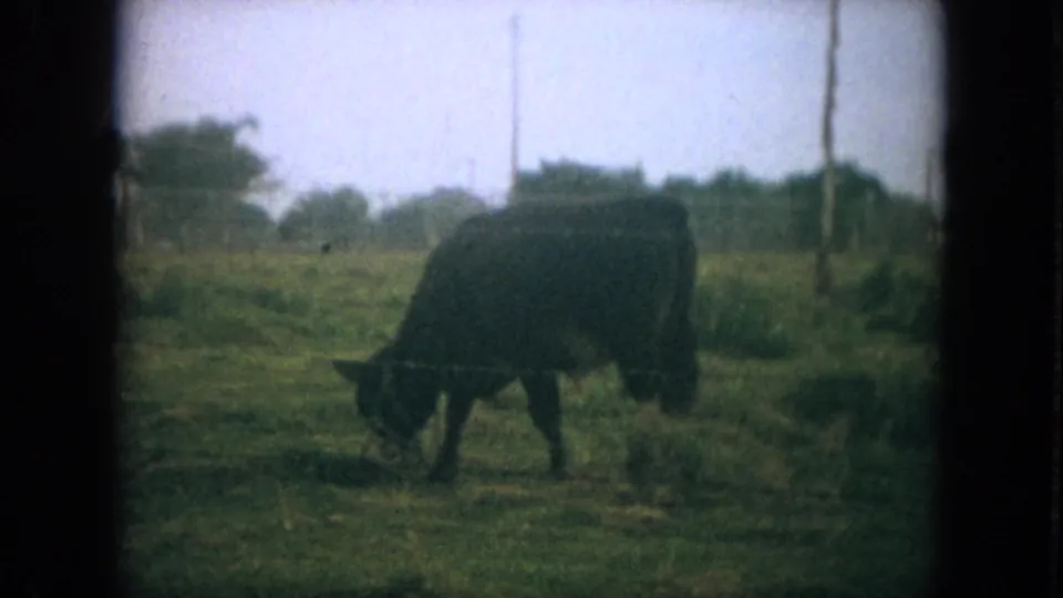 A dark bovine grazes near the foreground of a 1967 Florida pasture scene, with soft-focus trees and fence posts in the distance.