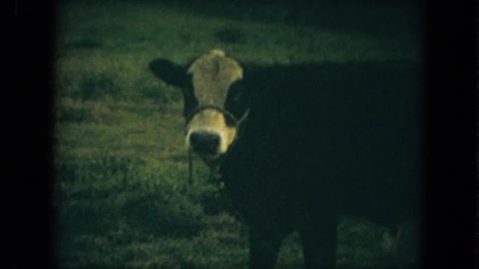 The black Baldy bovine turns toward the camera in a close 1967 Florida pasture view, its white face distinct against the dark body.