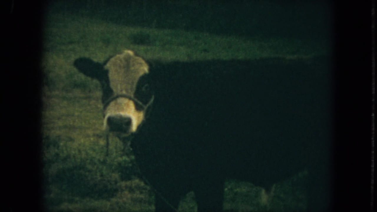 A black-and-white cow with a light face stands in a grassy Florida pasture in 1967 8mm home-movie footage.