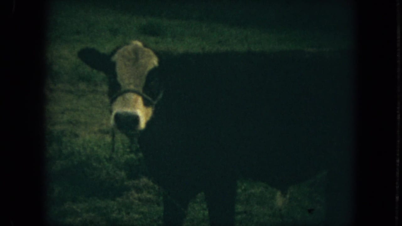 Cow seen closer in a grassy pasture with its head turned toward the camera.