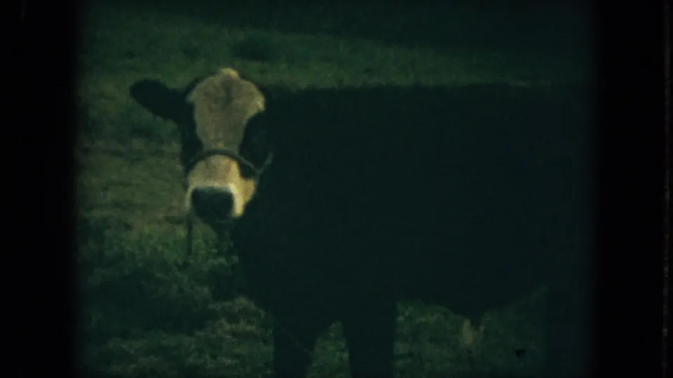 The cow remains in the pasture, its pale face and dark body visible in soft 1967 Florida 8mm footage.