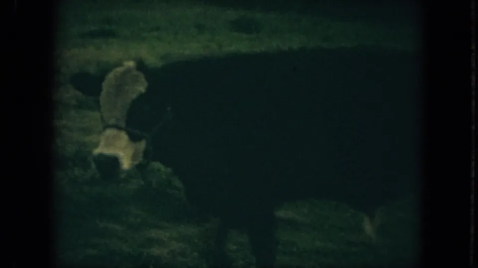 A cow appears lower in the frame, partly dark against grass, in grainy 1967 Florida farm home-movie footage.