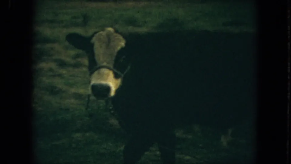 The cow faces forward in a muted green pasture view from 1967 Florida 8mm home-movie footage.