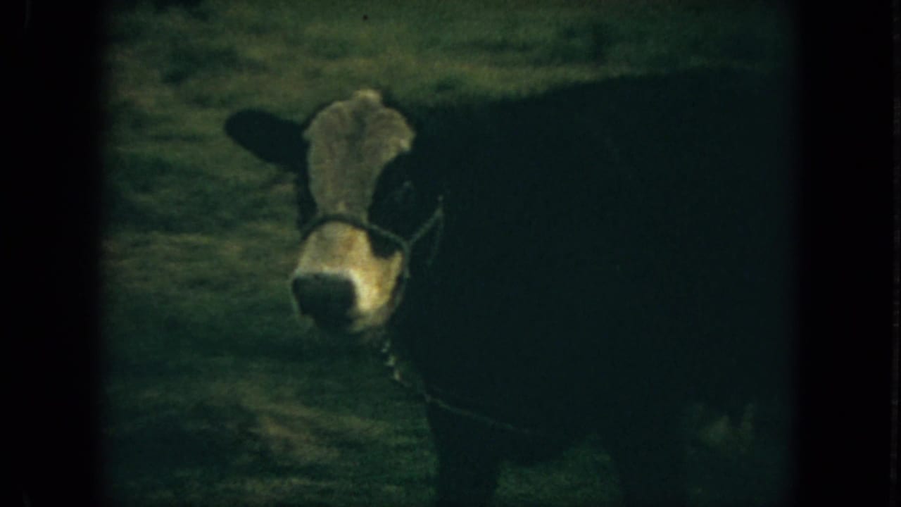 1967 Florida 8mm frame of a haltered black-and-white cow facing the camera in a grassy field.