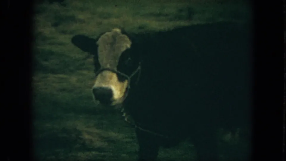 1967 Florida 8mm frame of a haltered black-and-white cow facing the camera in a grassy field.