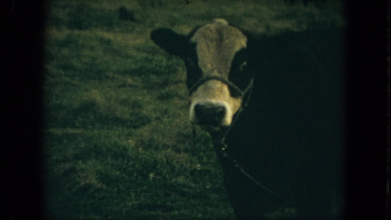Haltered cow standing in grass and looking toward the camera.