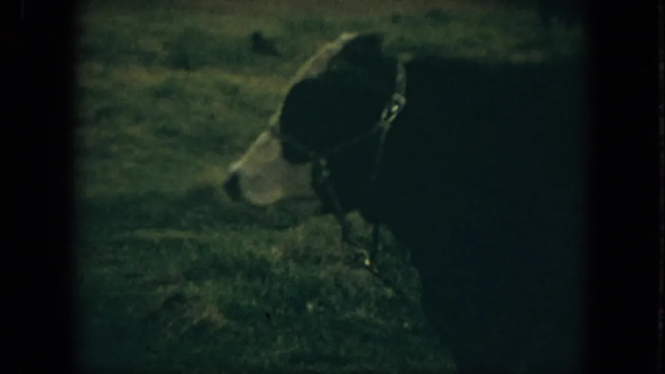 1967 Florida 8mm frame of the haltered cow turning its head in profile within a grassy field.