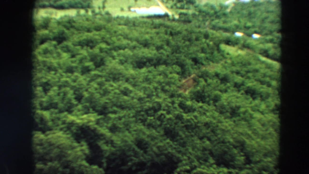 1967 Minnesota aerial home-movie frame looking down over dense green trees with pale roads or paths near the upper edge.