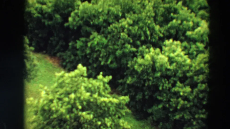 1967 Minnesota aerial view over treetops with a narrow grassy opening running through the greenery.