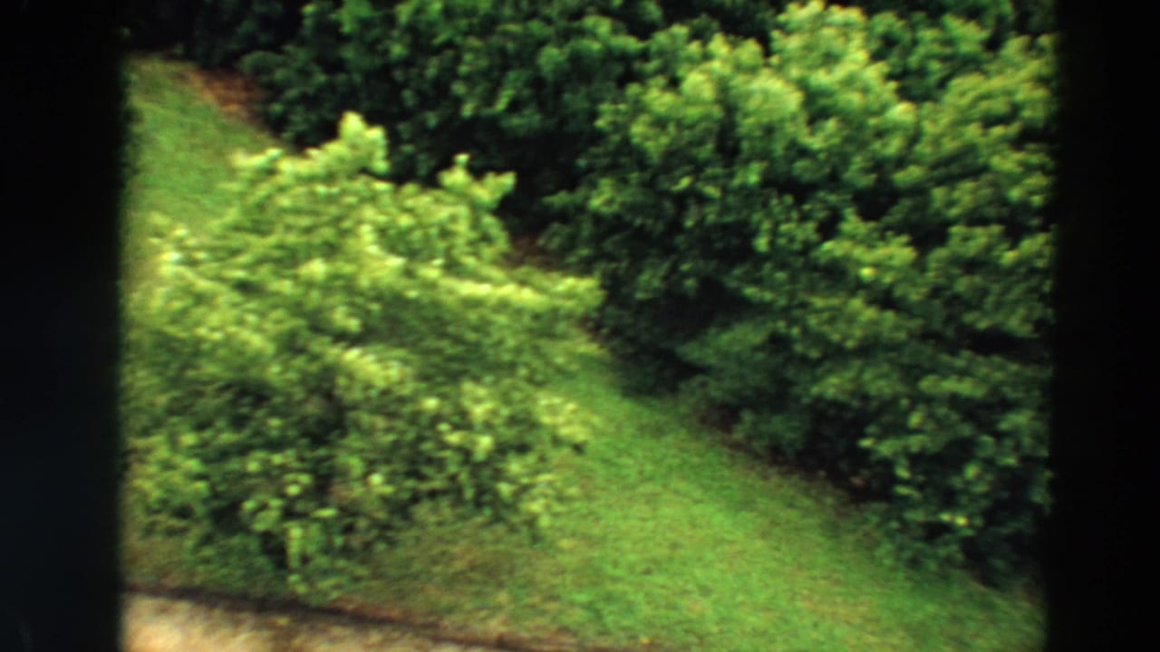 Elevated 1967 Minnesota 8mm view of leafy shrubs, trimmed grass, and a partial dirt path through dark foreground edges.
