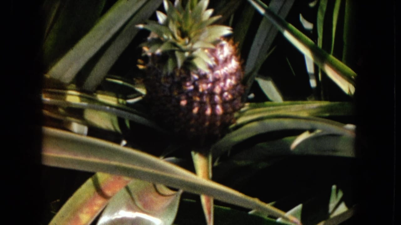 1967 8mm frame of a pineapple on its stalk among dense spiky leaves, with dark shadows and warm film color.