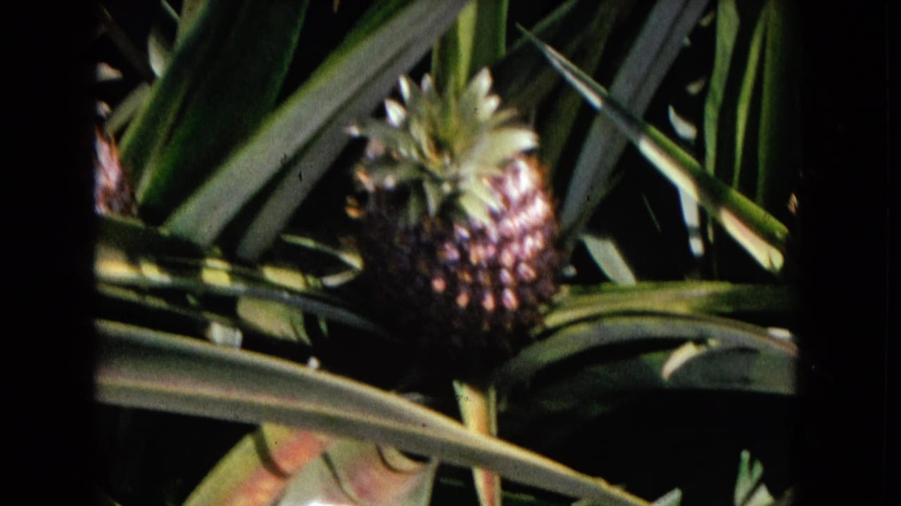 Pineapple fruit partly framed by overlapping leaves and dark plant shadows.