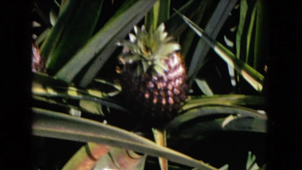 1967 8mm frame showing a pineapple in dense foliage, with spiky leaves crossing the foreground and strong contrast.
