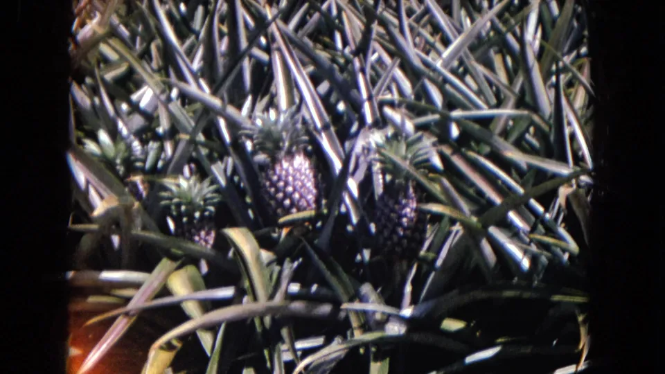 1967 8mm frame with multiple pineapples set among dense, crisscrossing leaves and high-contrast sunlight.