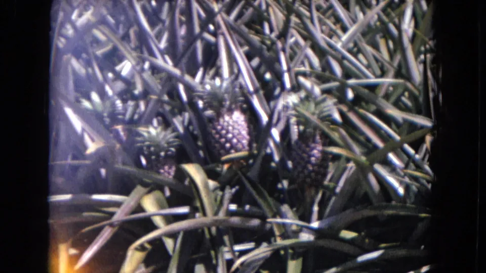 1967 8mm frame of pineapples in dense foliage, with handheld framing, strong sunlight, and a flare at the lower edge.