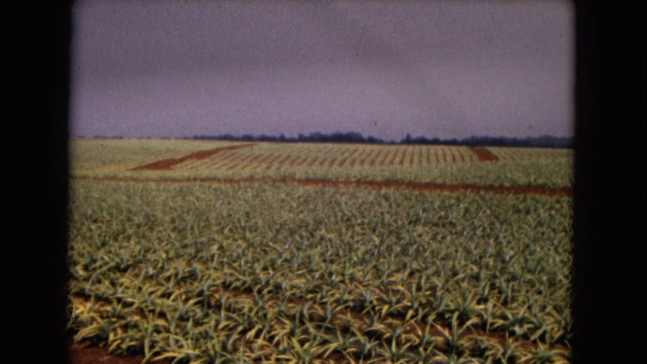 Rows of pineapple-like plants fill a flat field beneath a muted sky.