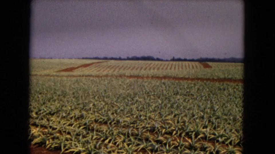 1967 New Mexico field view with dense pineapple-like crop rows, reddish soil lanes, and a low tree line.