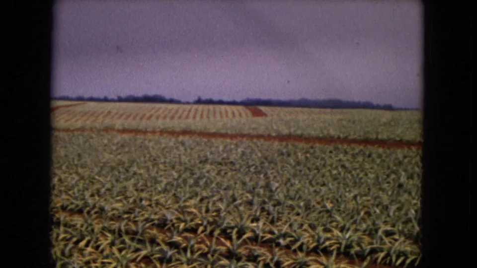 1967 8mm frame of a broad New Mexico agricultural field with repeating crop rows and a low distant horizon.