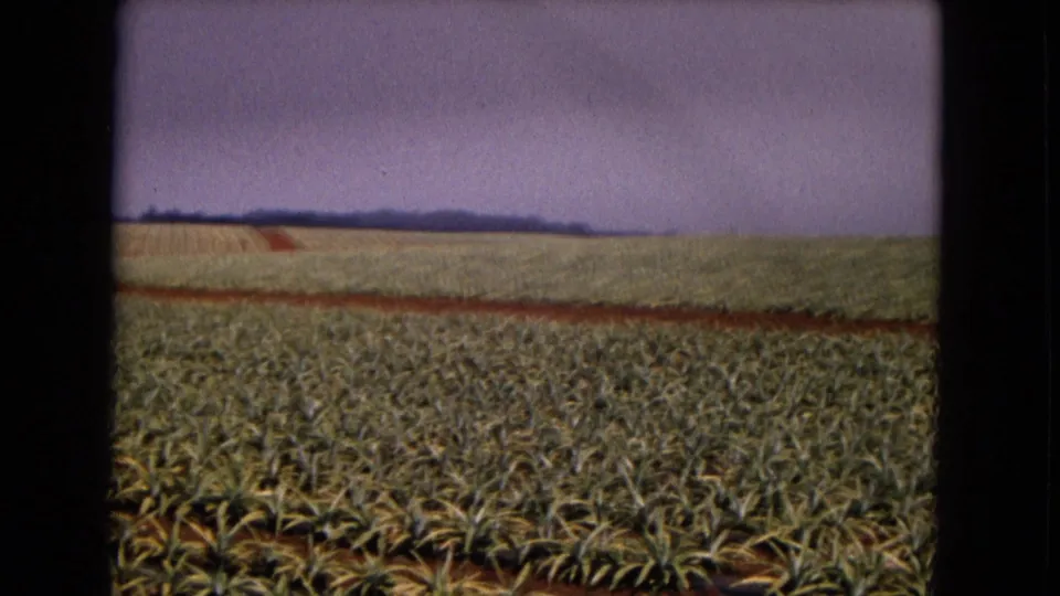 New Mexico 1967 home-movie frame showing a wide spiky crop field, reddish soil tracks, and subdued sky.