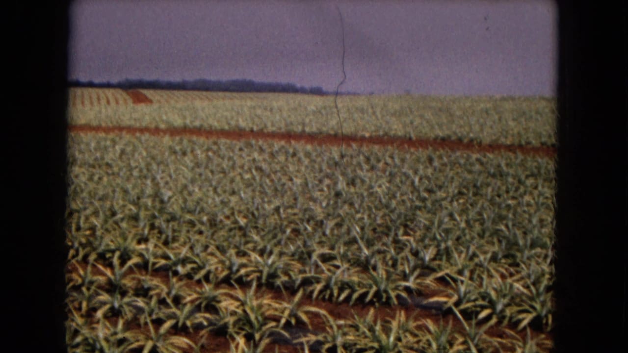 Wide view of spiky crop rows in red soil beneath a hazy sky.