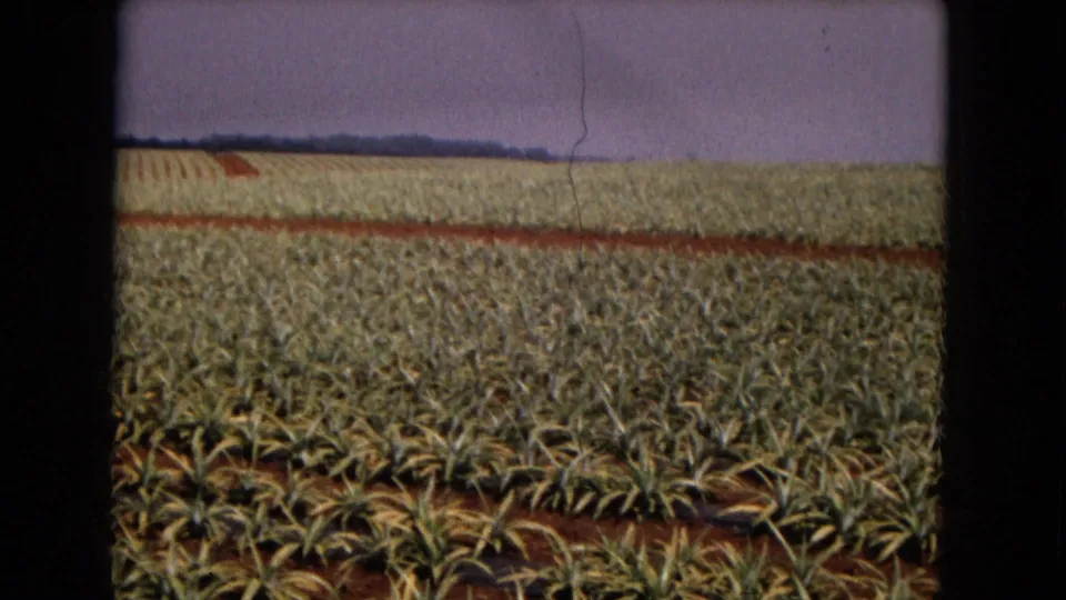 1967 8mm frame of a New Mexico field with low spiky plants arranged in rows across red-brown soil under a hazy sky.