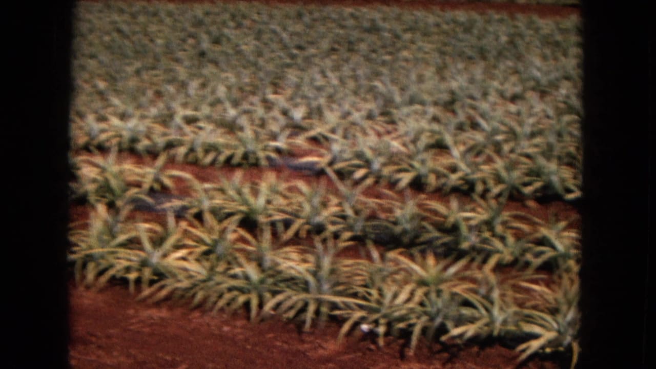 Closer 1967 New Mexico farm view showing spiky crop plants in organized rows with exposed red soil between them.