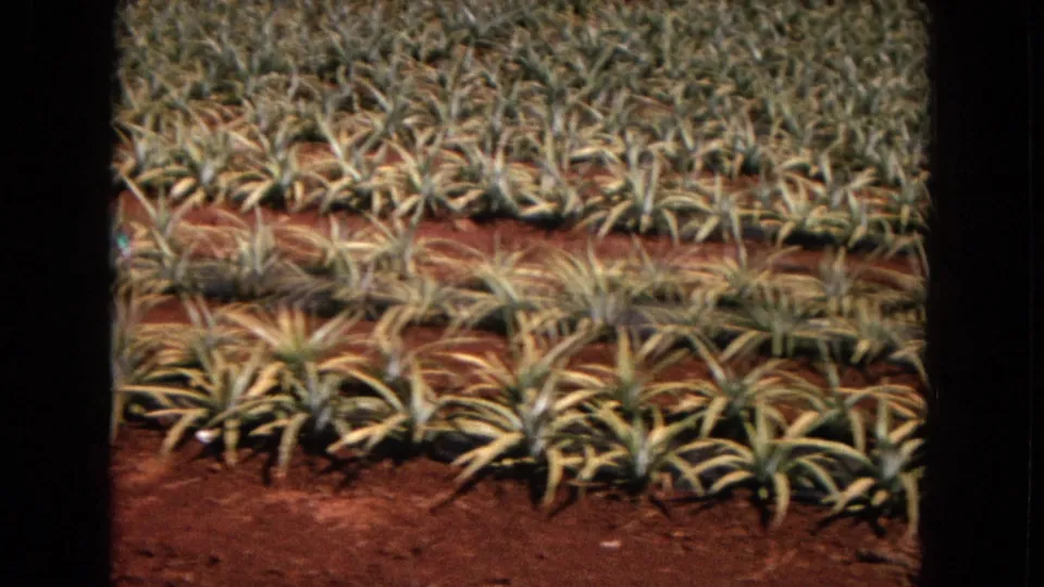 1967 8mm view of dense spiky crop rows in New Mexico, with red soil bands and soft film grain visible across the frame.