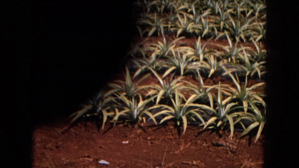 Close 1967 New Mexico field view with spiky crop plants, red soil, and a dark camera or film shadow crossing part of the frame.