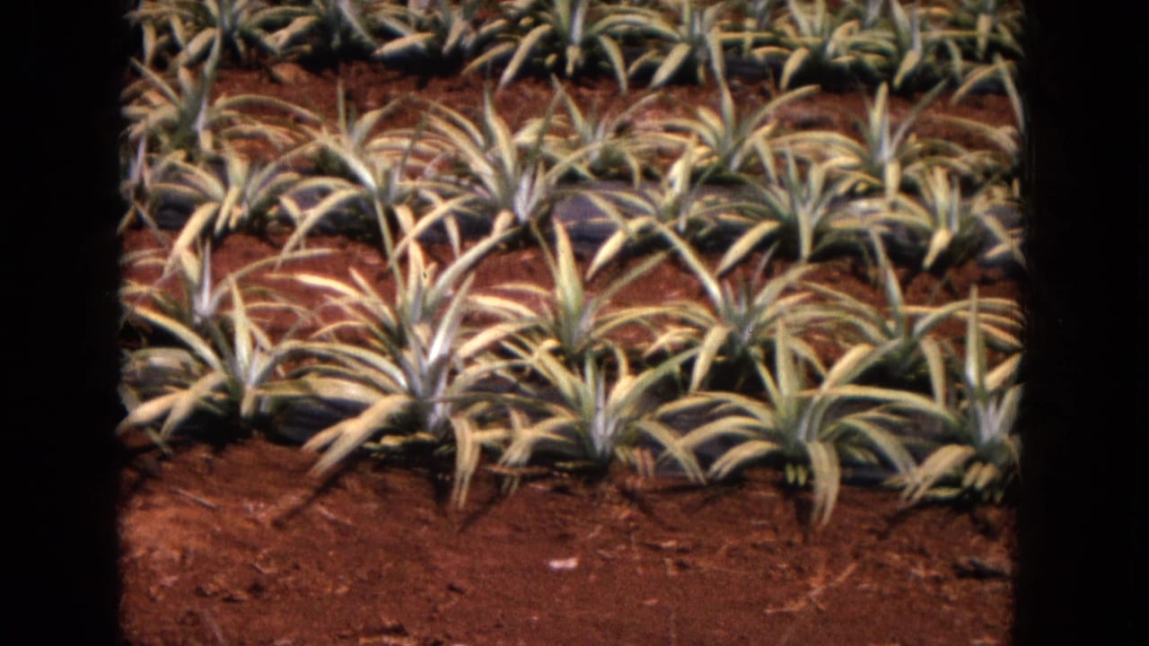 Rows of spiky maguey or agave-like plants growing in reddish soil.