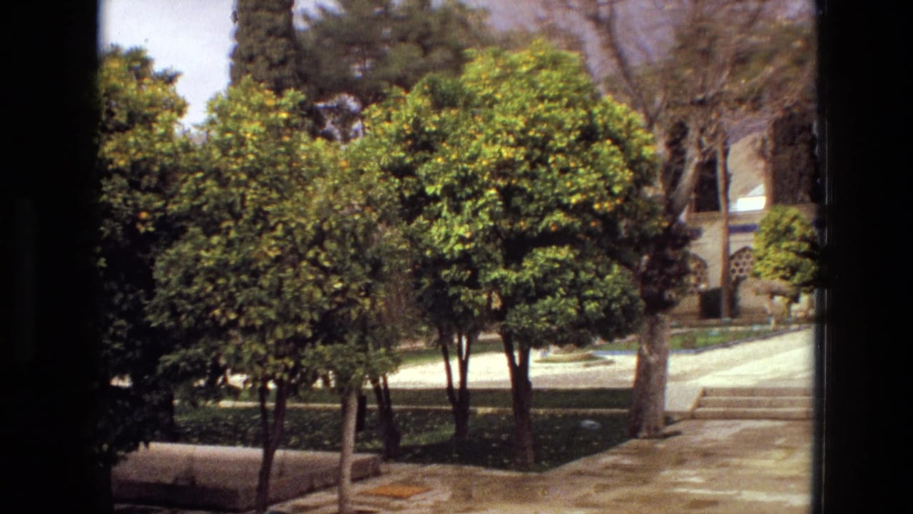 Courtyard trees and walkway with part of a columned building visible behind them.
