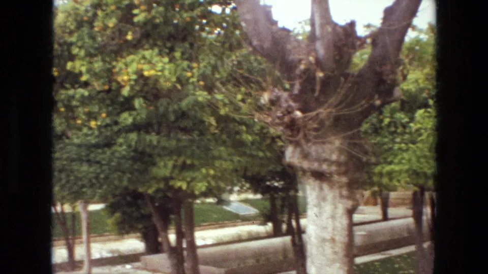 1972 Iran frame showing a large courtyard tree trunk, dense greenery, trimmed path edges, and a landscaped garden area beyond.