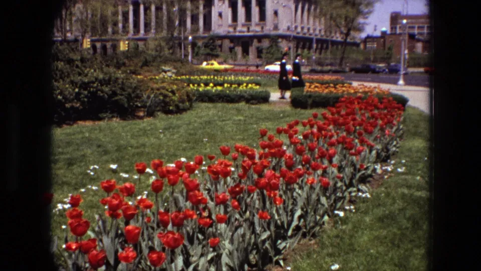 1972 Iran 8mm frame of a landscaped garden, red tulip rows, cars, and two women walking near a large public-looking building.