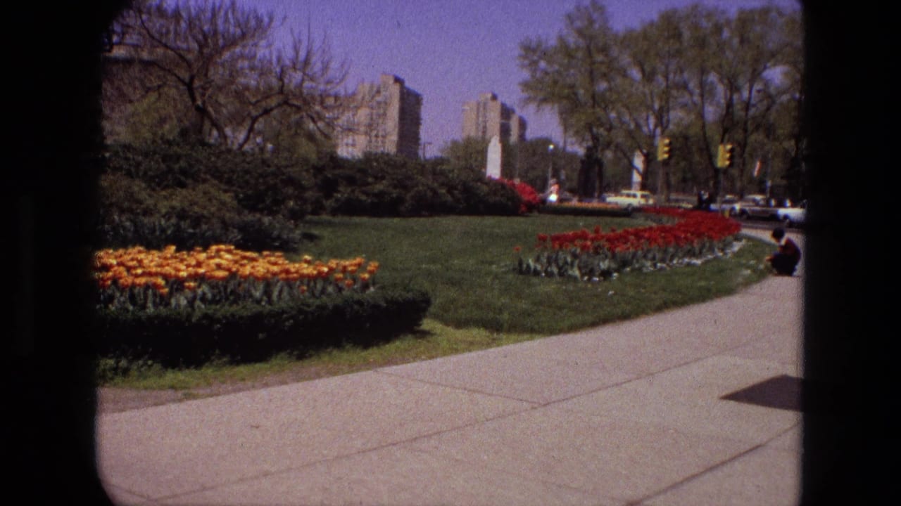 Tulip beds and a concrete path in a sunny urban park, with trees, cars, and buildings beyond.