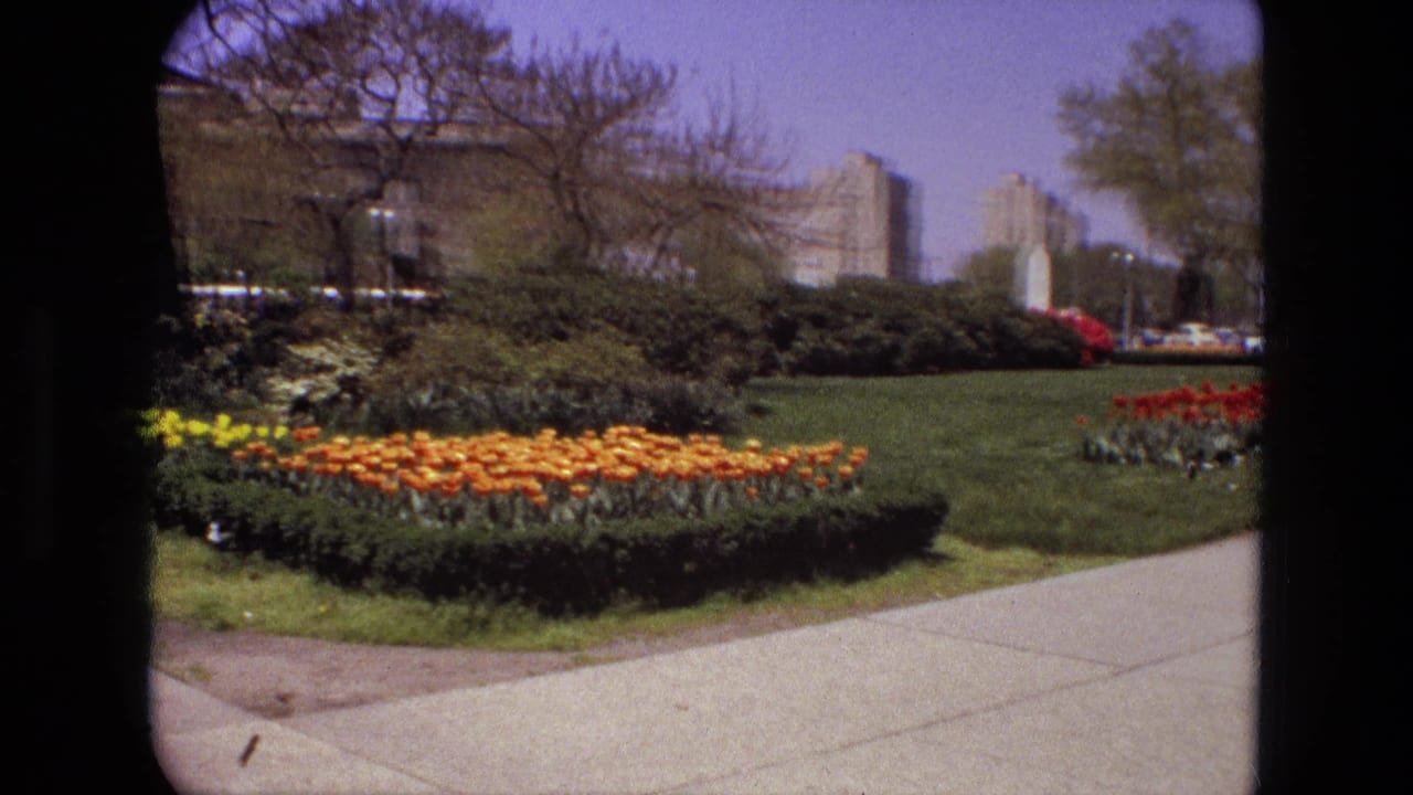 1972 Iran park view with orange tulips, a curving walkway, shrubs, road traffic, and residential-looking buildings beyond the trees.