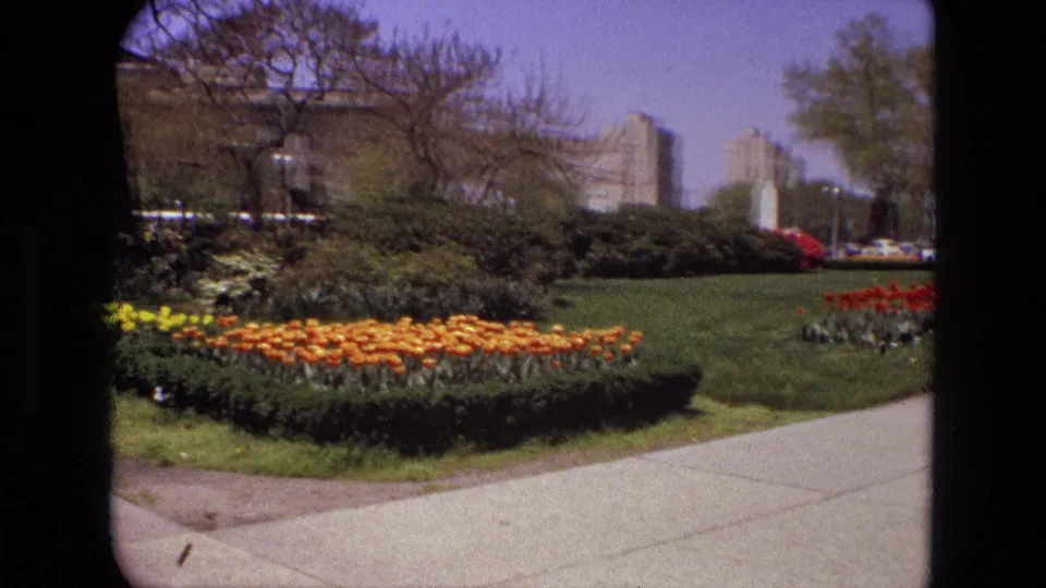1972 Iran park view with orange tulips, a curving walkway, shrubs, road traffic, and residential-looking buildings beyond the trees.