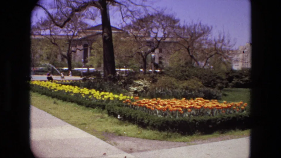1972 Iran home-movie view of yellow and orange tulip beds along a park walkway, with trees, cars, and a distant building behind them.