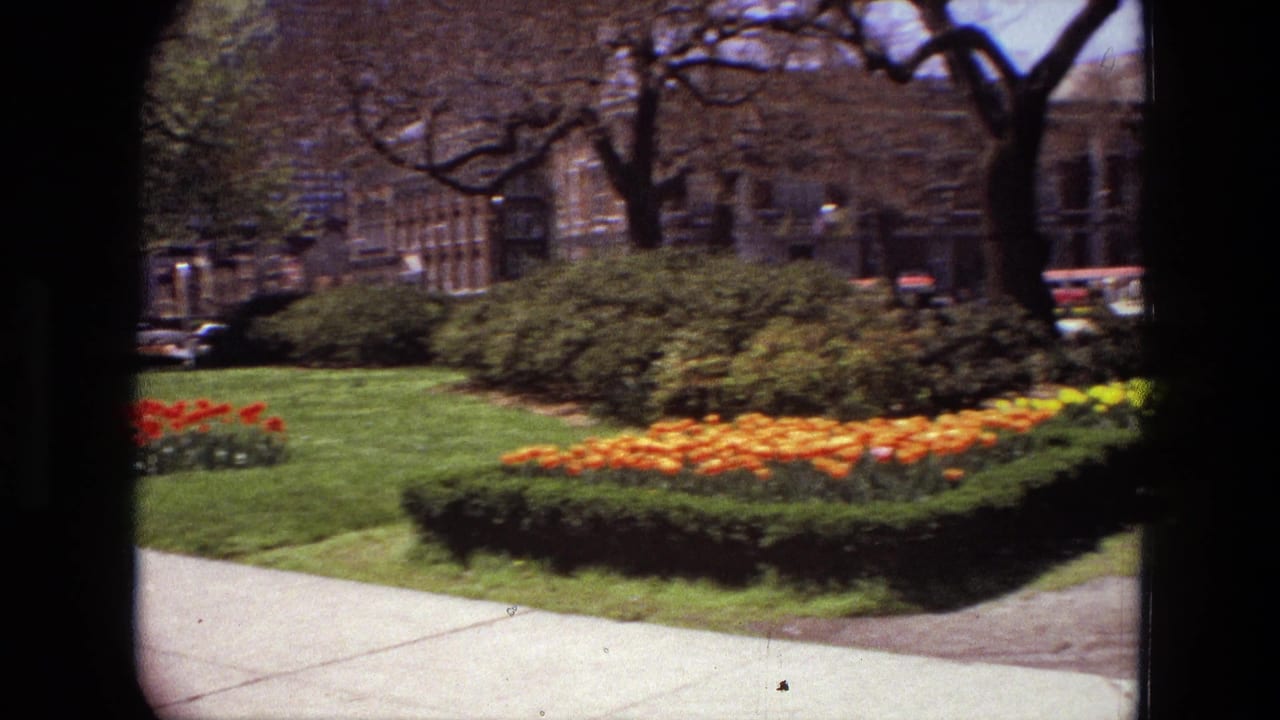 Urban garden with tulip beds, lawn, hedges, trees, buildings, and cars in the background.