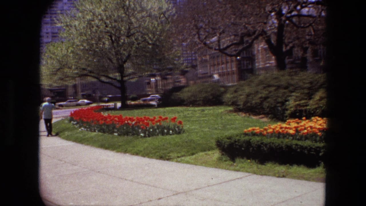 Garden path beside red tulips and orange flower beds with a pedestrian, trees, cars, and buildings beyond.