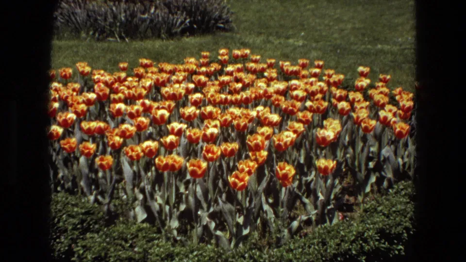 Close 1972 8mm view of orange tulips in an Iran urban garden, framed by green grass and low edging plants.