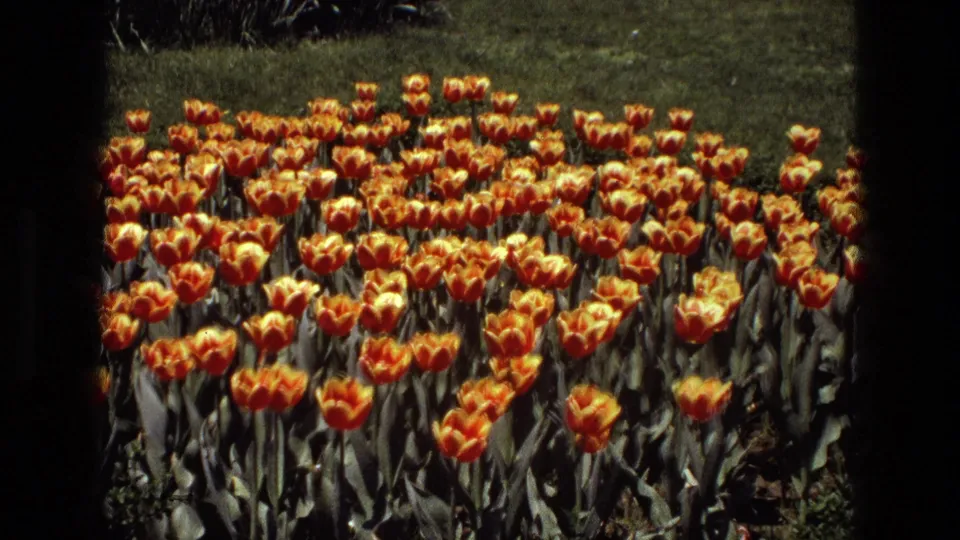 1972 8mm close view of a dense orange tulip bed in an urban garden, with grass behind and dark frame edges from the film scan.