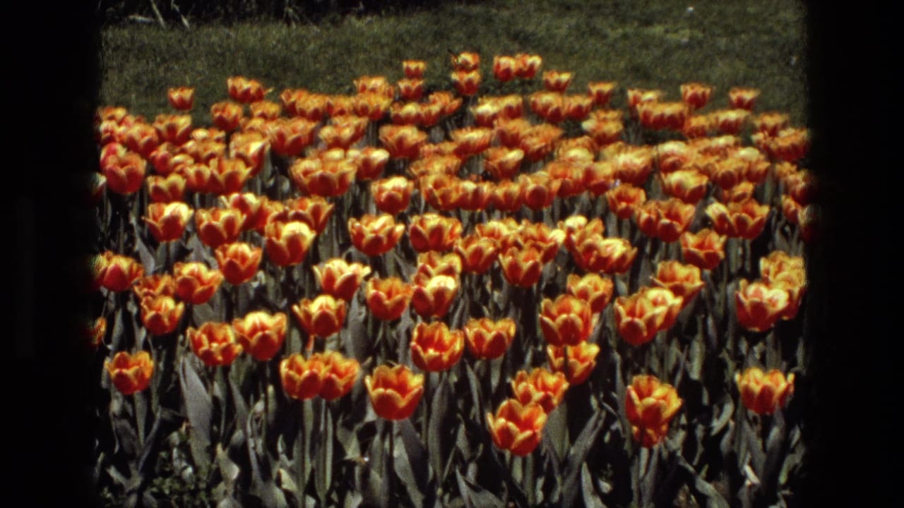 Rows of orange and yellow tulips fill a garden bed beside green grass.