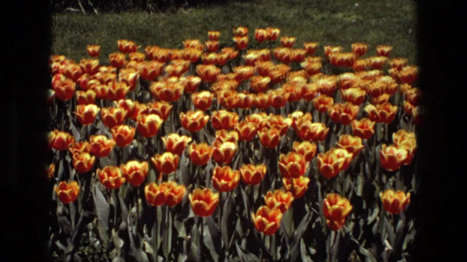 1972 Iran 8mm frame showing dense rows of orange and yellow tulips in bloom with green lawn behind them.