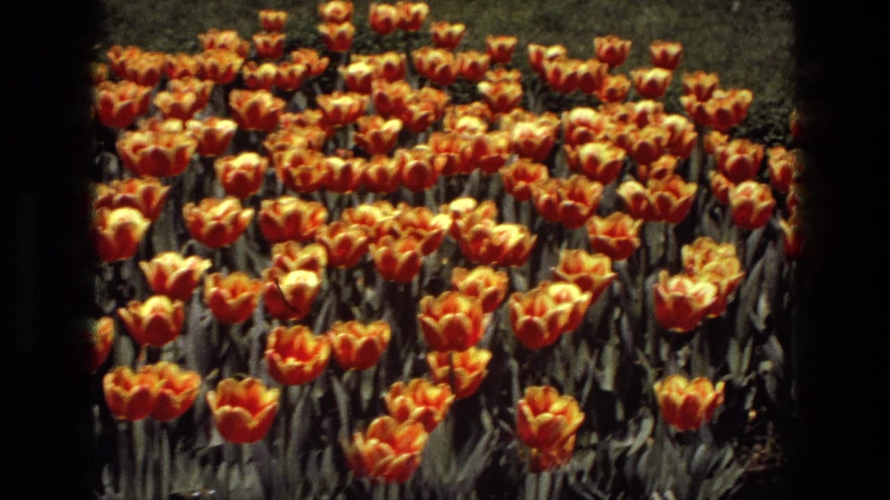1972 Iran 8mm frame with a wide view of orange-yellow tulips arranged in rows against a green garden background.