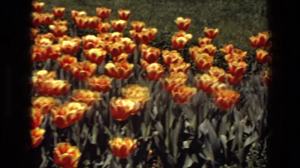 1972 Iran 8mm frame showing a closer cluster of orange and yellow tulips with soft focus and visible film grain.