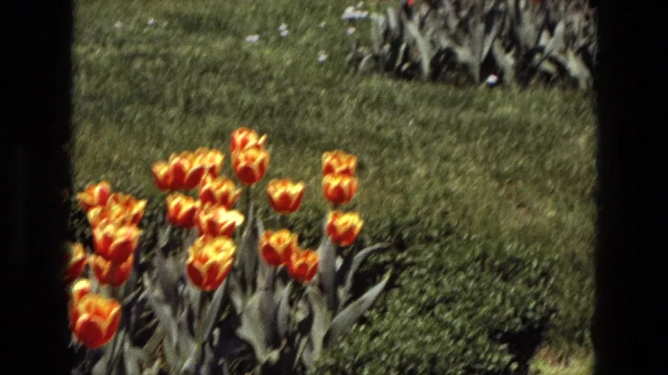 1972 Iran 8mm frame showing a smaller group of orange-yellow tulips beside lawn and partial garden foliage.