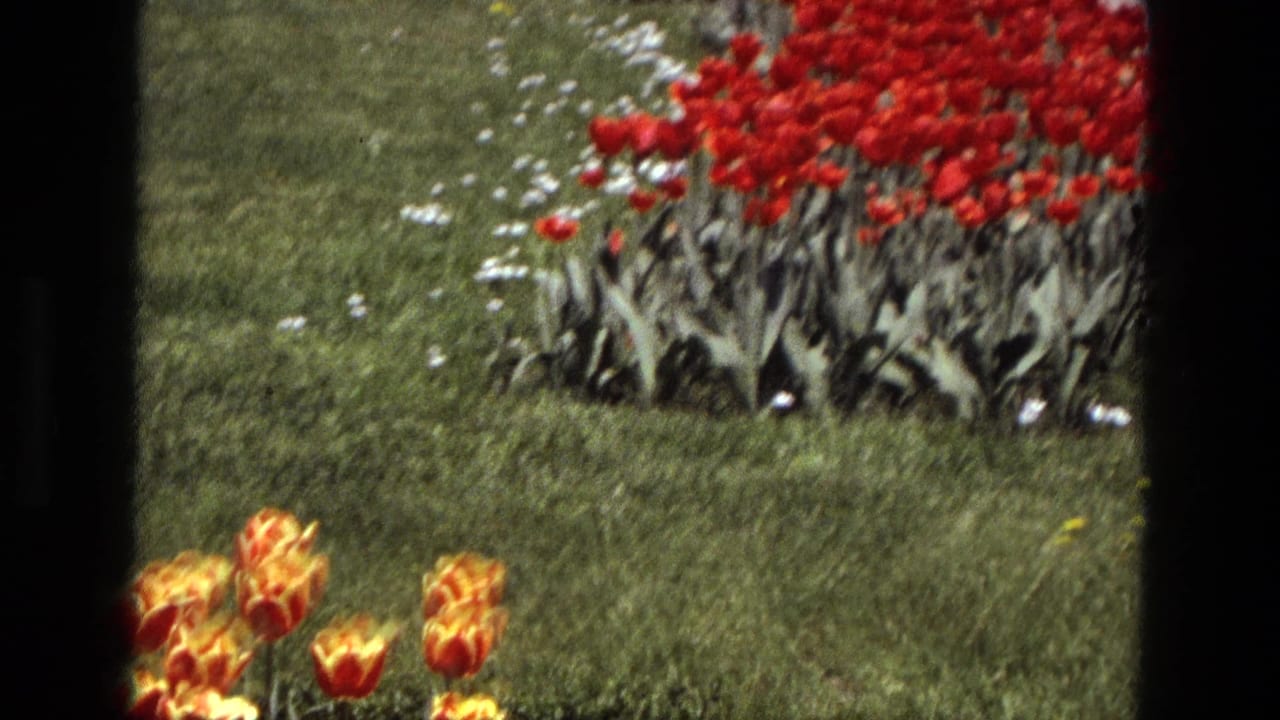 Red and orange tulips in a lawn with white flowers and dark film-frame borders.